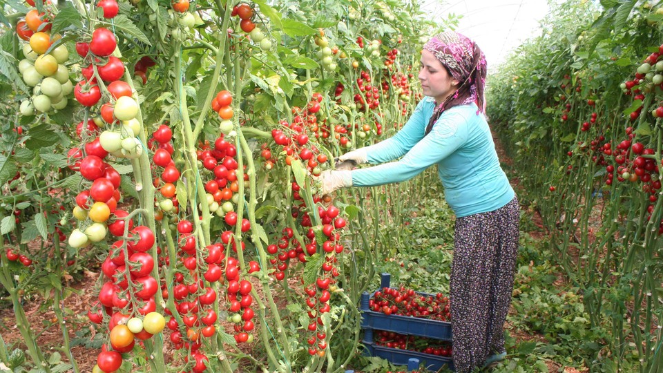 Normalinden 4 kat daha pahalı