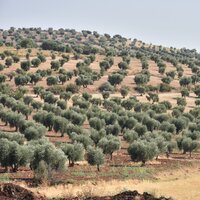 Kilis'in ilk zeytinyağı ihracatı Katar'a