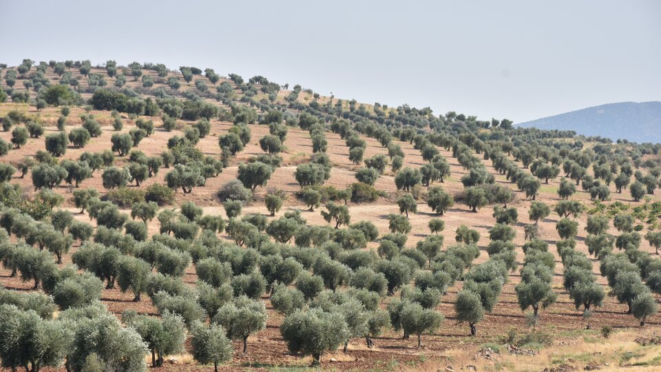 Kilis'in ilk zeytinyağı ihracatı Katar'a