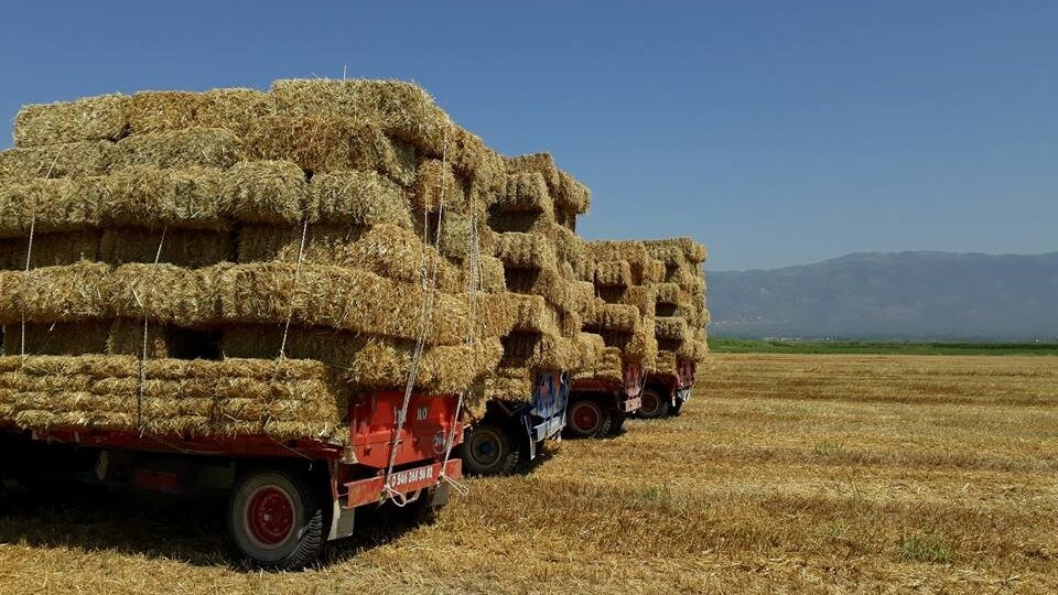 Verimle beraber fiyatları da düştü