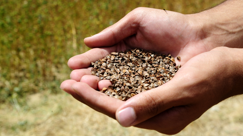 Karabuğday hasadı çiftçiyi sevindirdi