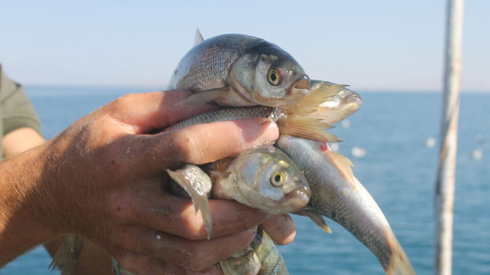 Balıkçılar sezonu açtı