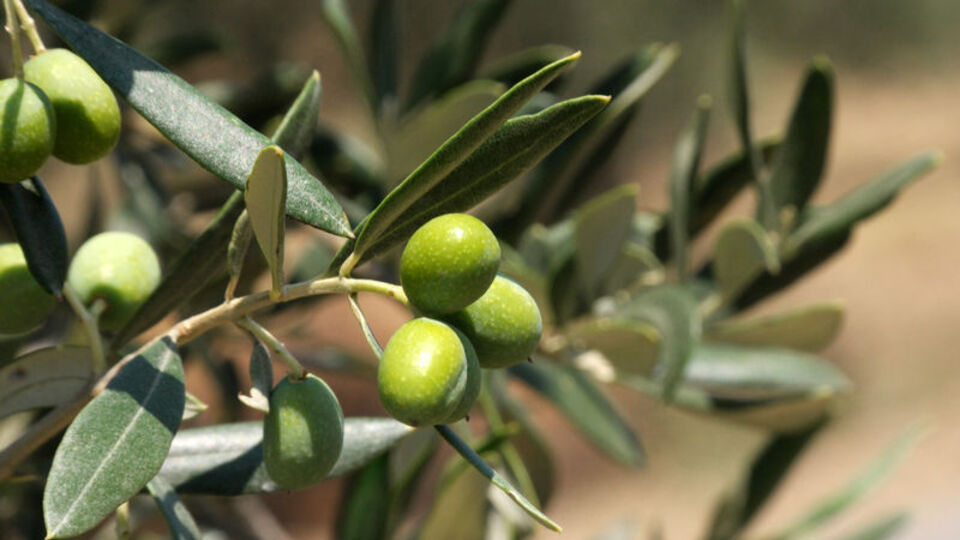 Zeytinde yüksek rekolte bekleniyor