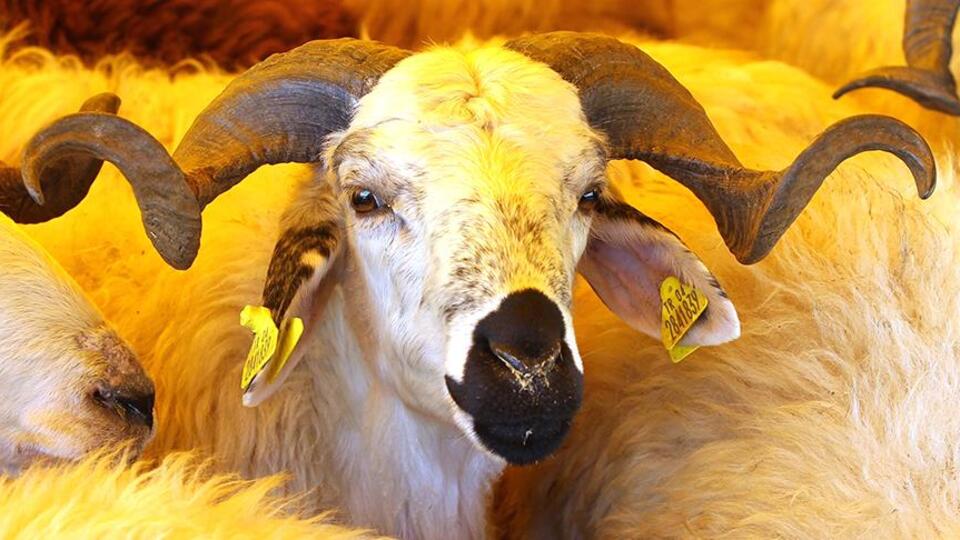 Vekaletle kurban fiyatları belli oldu!