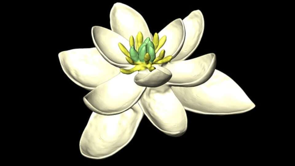 Çiçeklerin atası bulundu