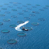 Artık Norveç'ten sonra Türkiye geliyor