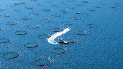 Artık Norveç'ten sonra Türkiye geliyor