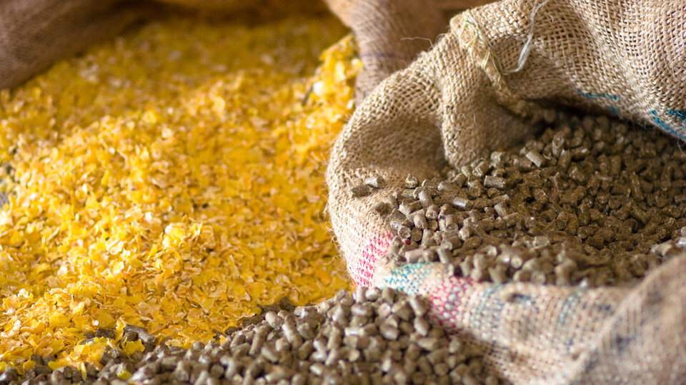 Türkiye'de GDO'lu 4 ürüne izin