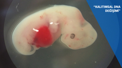 Tasarım bebek yolda