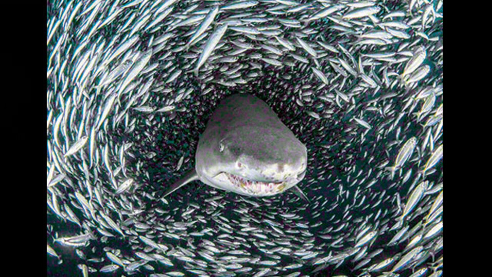 'Almayayım, diyetteyim'