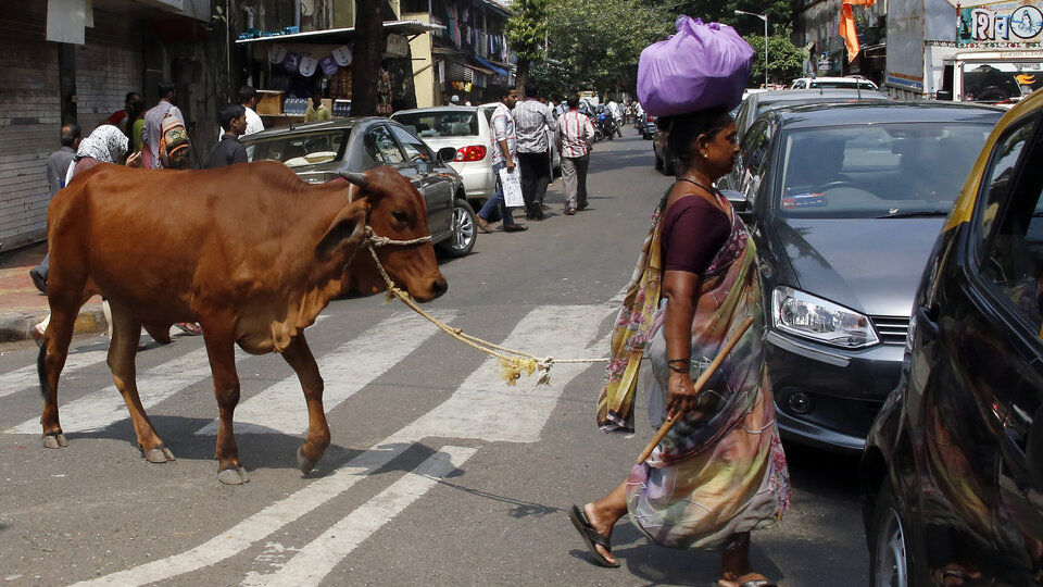 İnekler için bakanlık kurulacak