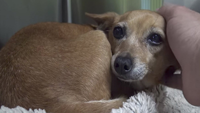 Sokak köpeğini kaldırdıklarında şok oldular