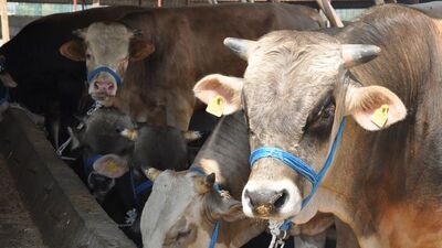 Kurbanlık fiyatlarında son durum