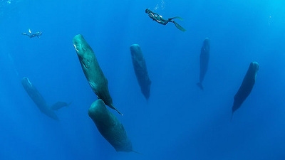 Uyurken görüntülendiler