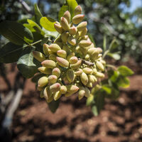 'Yeşil Altın'da bu yıl yüksek rekolte bekleniyor