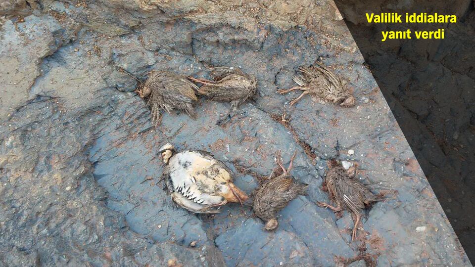Topraktan gelen kötü koku onları bu hale getirdi!
