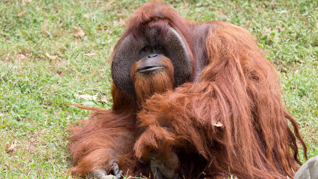 İşaret dilini kullanabilen ilk orangutandı