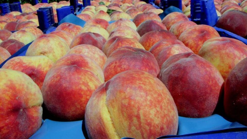 Günde 80 ton gönderiliyor