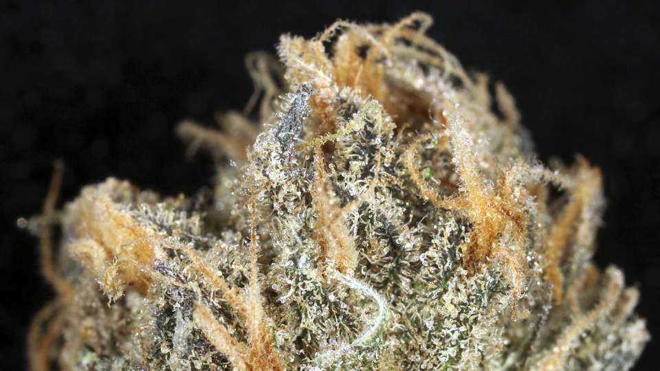 Kenevire izin çıktı!