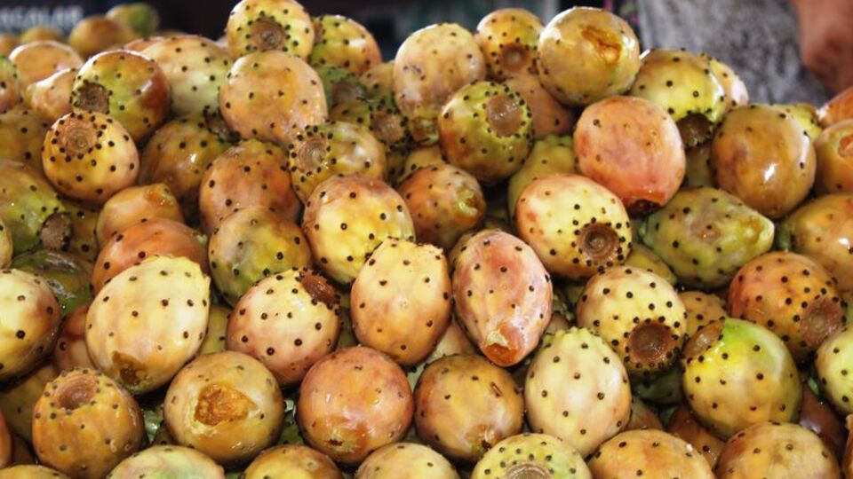 "Kaynana dili" üreticisini sevindiriyor