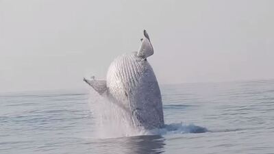 Kambur balina ilk kez böyle görüntülendi