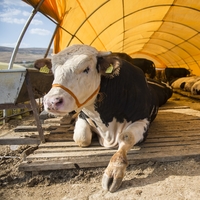 İki büyük market zincirinde kurbanlık fiyatları açıklandı