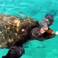 Caretta carettaların saldırısına uğradılar