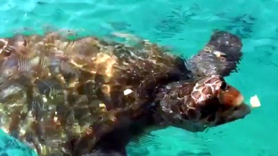 Caretta carettaların saldırısına uğradılar