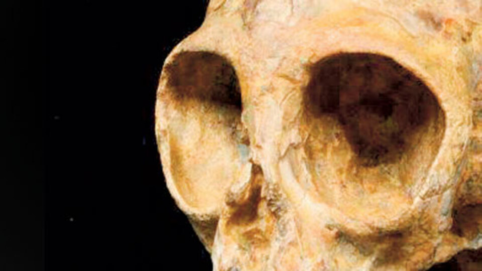 13 milyon yıllık kafatası!
