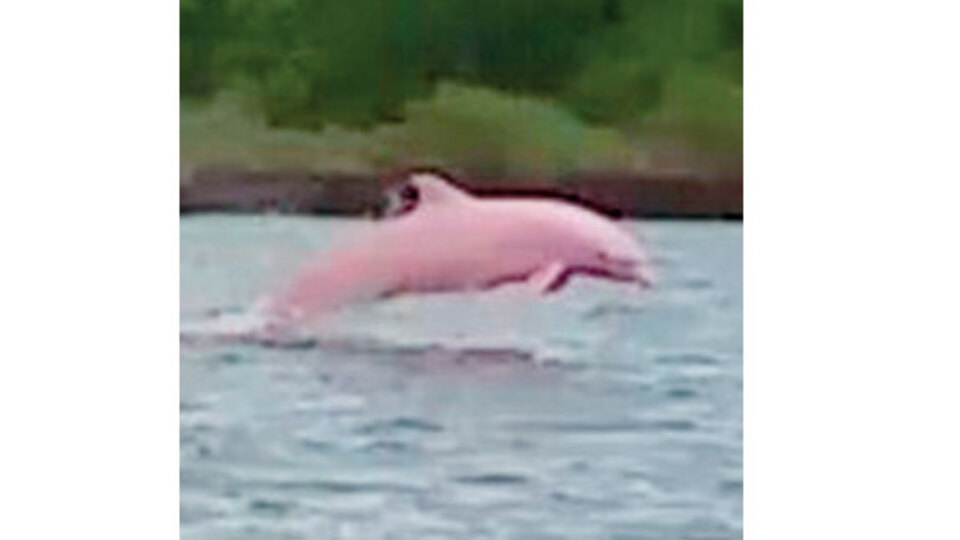 Pembe yunus balığı merak uyandırdı