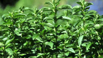 Çinliler Rize'ye kilosu 150 dolarlık bu bitki için geldi