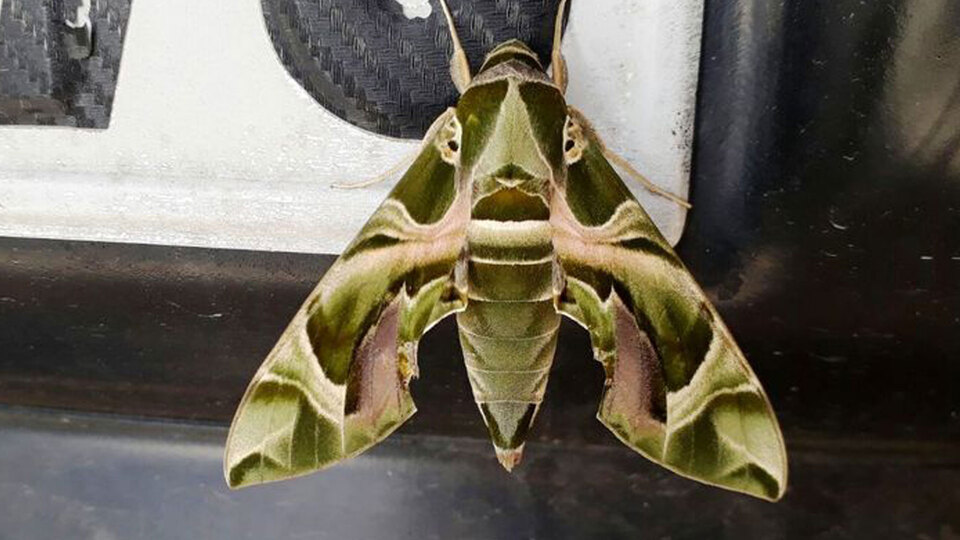 Ender görülen "mekik kelebeği" Van'da bulundu