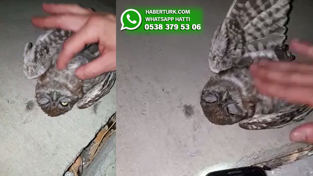 Baykuşu ölümden alan koca yürekli adamlara teşekkürler