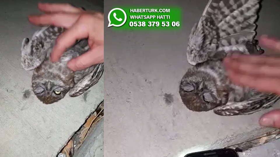 Baykuşu ölümden alan koca yürekli adamlara teşekkürler