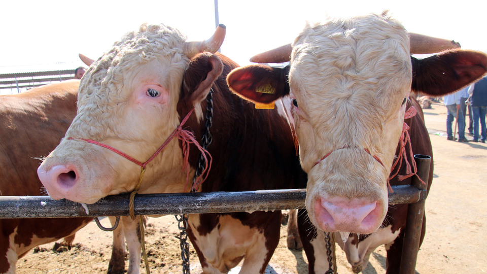 Kurbanlık alacaklara çok önemli uyarı!