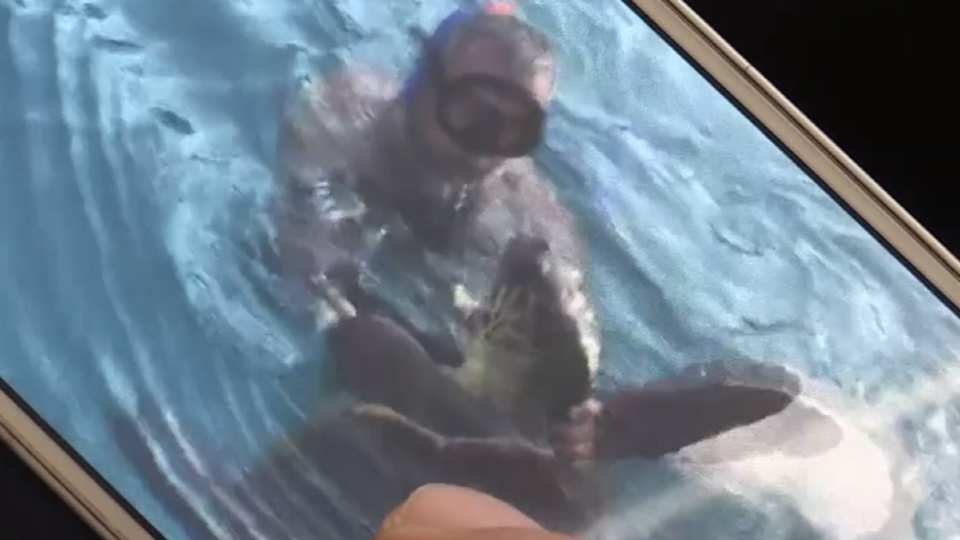 Caretta caretta yine saldırdı