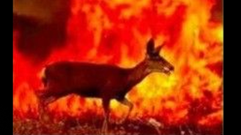 Tunceli Valiliği'nden yangın haberlerine ilişkin açıklama