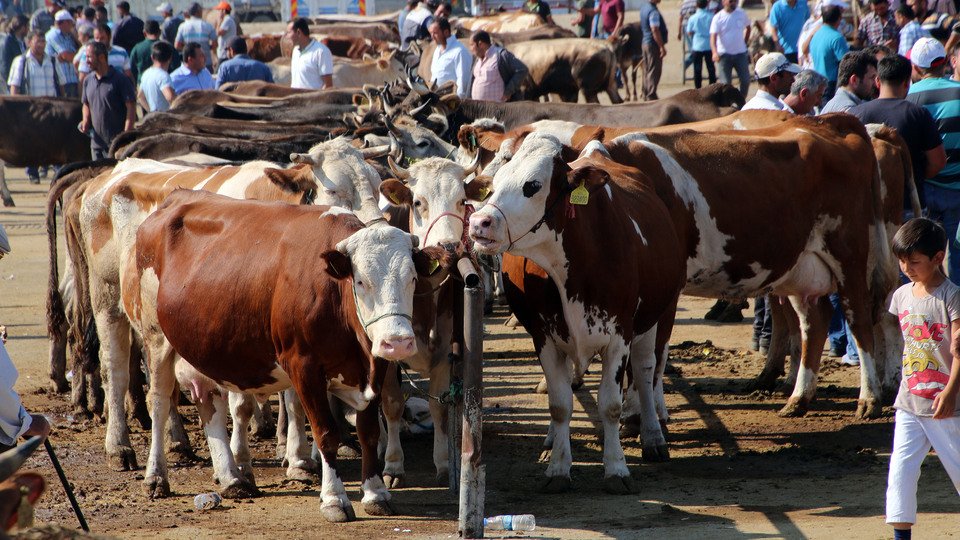 Bir kilogramı 18 TL