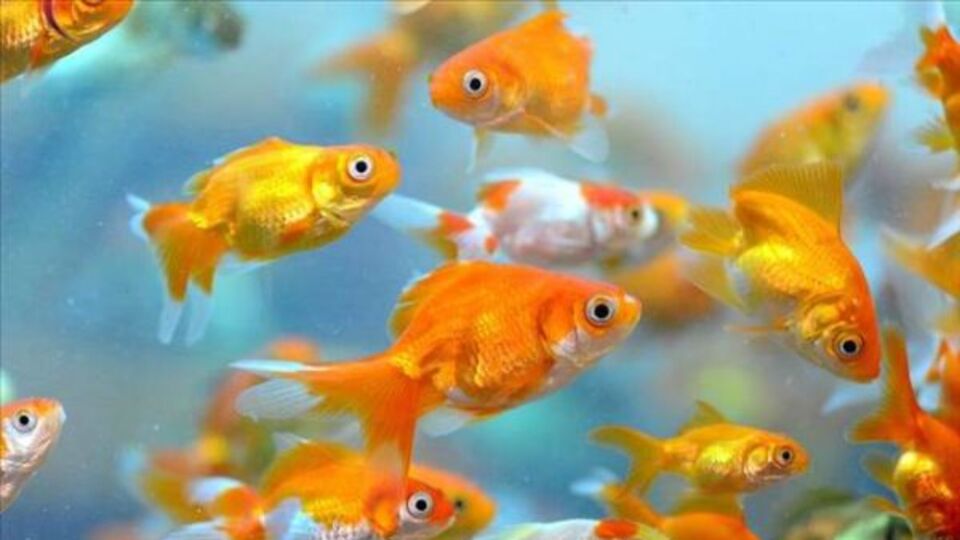 Japon balıkları alkol üretiyor