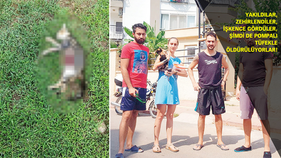 'Seri kedi katili' nöbeti!