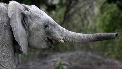 Ava giderken avlandı! Korkunç ölüm...