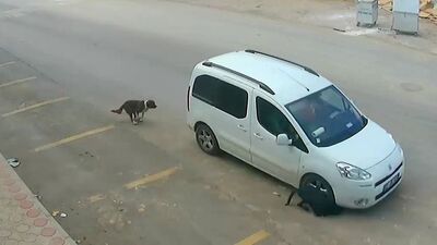 Köpeği ezen sürücüyle ilgili yeni gelişme!