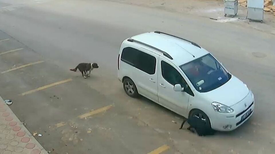 Köpeği ezen sürücüyle ilgili yeni gelişme!