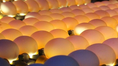 Yumurta üretimini yasakladılar