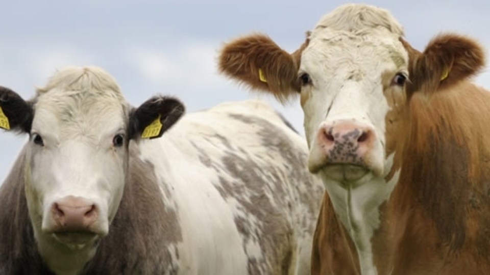 Kurban Bayramı ne zaman?