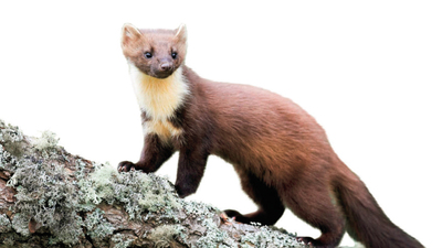 İstanbul'un yeni sakinleri sansarlar!