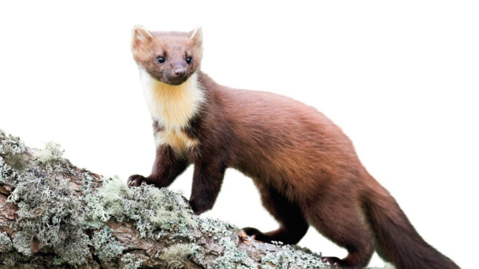 İstanbul'un yeni sakinleri sansarlar!