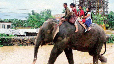 Filler hayat kurtardı