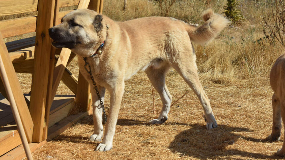 Sivas Kangal Köpeğine 'Tescil' şoku