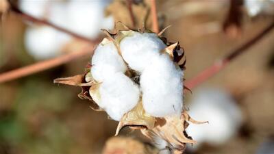 Altın yılını yaşatacak!